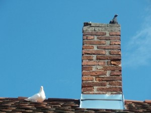 Inspect Your Chimney - Albany NY Inspect Your Chimney - Albany NY