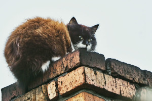 Beware of critters in your chimney Image - Albany NY- Northeastern Masonry & Chimney