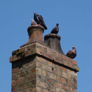 old masonry chimney with multiple flues surrounding by birds