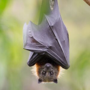 a bat hanging upside down from a branch