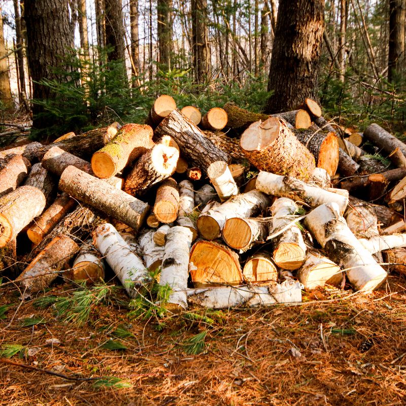 a pile of wood logs that are thrown on top of each and not well stacked with a forest in the background