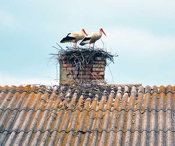 Northeastern Chimney Animal Removal